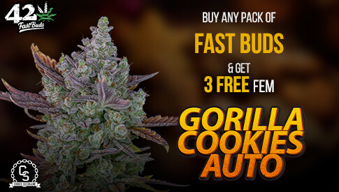 Fast Buds - Gorilla Cookies Auto