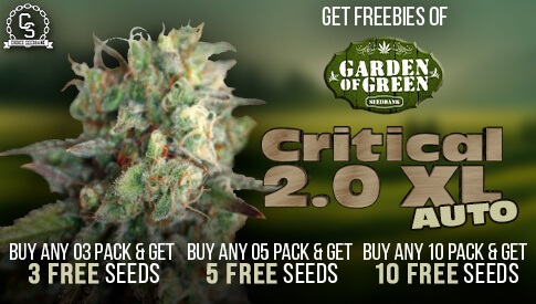 Garden of Green Critical 2.0 XL AUTO