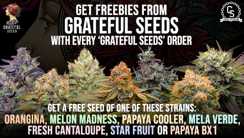Grateful Seeds Freebies 7 Strains
