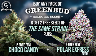 Greenbud 2 Same Strain plus 4 Free Seeds