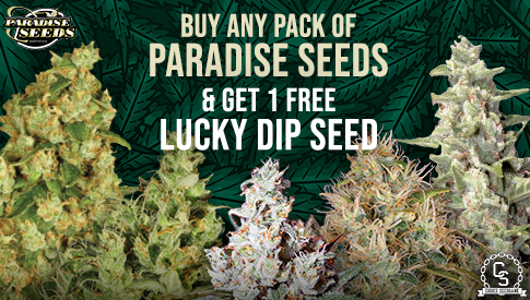 Paradise Seeds Lucky Dip