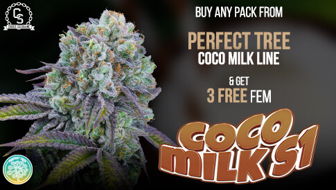 Perfect Tree Coco Milk S1