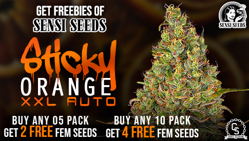 Sensi Seeds Sticky Orange XX