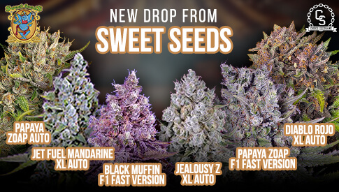Sweet Seeds New Drop