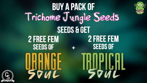 Trichrome Jungle Seeds Orange Soul & Tropical Soul