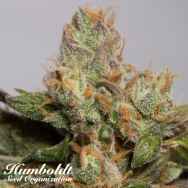 Humboldt Seed Organization 707 Truthband by Emerald Mountain
