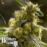 Brothers Grimm Seeds Apollo 13