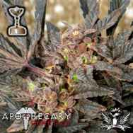 Apothecary Genetics Seeds Sour Grapes
