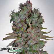 Ministry of Cannabis AUTO Blueberry Domina