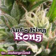 Dr. Underground Seeds Auto King Kong