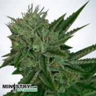 Ministry of Cannabis AUTO Northern Lights