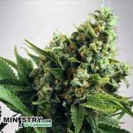 Ministry of Cannabis AUTO White Widow