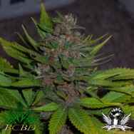 BC Bud Depot Seeds BC Blueberry