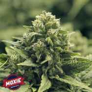 Moxie Seeds Blue Coral