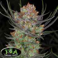 TGA Subcool Seeds Brian Berry Cough
