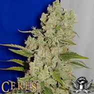 Ceres Seeds White Widow