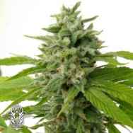Holy Smoke Seeds Chem Toffees