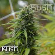 Kush Cannabis Seeds Candyland Kush