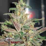 Apothecary Genetics Seeds Frosty Berry