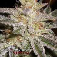 Apothecary Genetics Seeds Sour Berry