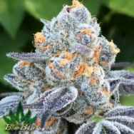 BC Bud Depot Seeds Death Scout