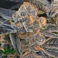 BC Bud Depot Seeds Girl Scout Gum