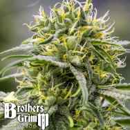 Brothers Grimm Seeds Durban-Thai x C99