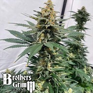 Brothers Grimm Seeds Pineapple XX