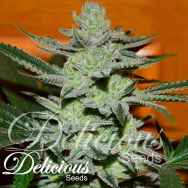 Delicious Seeds Unknown Kush Early Version