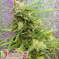 Dr. Krippling Seeds G.H.A. Turbo Diesel Auto