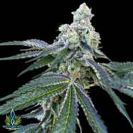 Exotic Genetix Seeds Rainbow Chip Limited Lineup The Woah!!!