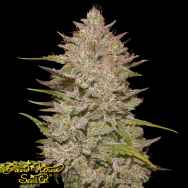 Green House Seeds Chemical Candy AUTO