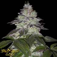 Green House Seeds Milky Dreams