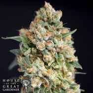 House of the Great Gardener Seeds Sticky Barb