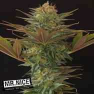 Mr Nice Seeds NL5 x Afghan