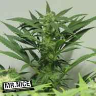 Mr Nice Seeds Nordle (Afghan Skunk)