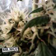 Mr Nice Seeds Skunk Haze
