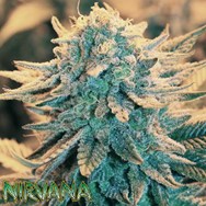 Nirvana Seeds B-52