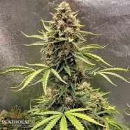 Penthouse Seeds Cookie Breath