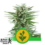 Royal Queen Seeds Easy Bud Automatic