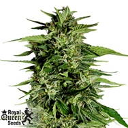 Royal Queen Seeds Hyperion F1