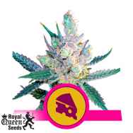 Royal Queen Seeds Royal Cheese Fast