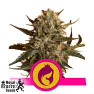 Royal Queen Seeds Mother Gorilla AKA Royal Madre