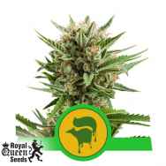 Royal Queen Seeds Sweet Skunk Automatic