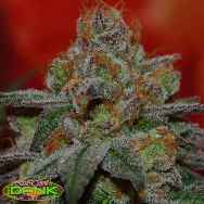 SubCools The Dank Seeds Grape Lime Ricky