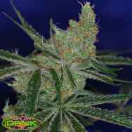 SubCools The Dank Seeds Jack's Cleaner 2
