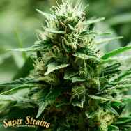 Super Strains Seeds Mexican Candy