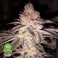 Trichome Jungle Seeds Cherry Soul