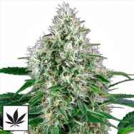 White Label Seeds Pure Power Plant Automatic