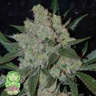 Trichome Jungle Seeds Cindy 99 x Cheese
